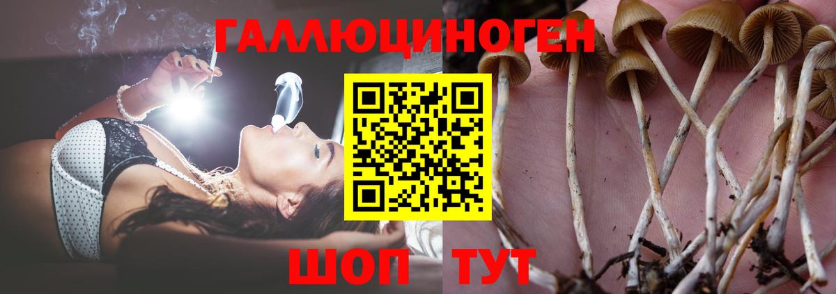 сколько стоит  Псилоцибиновые грибы Psilocybe  Вход с VPN  Трёхгорный 